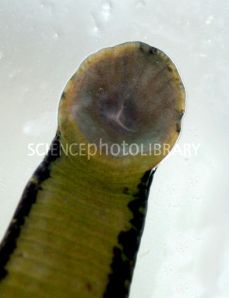 Z2050095-Medicinal_leech-SPL[1]