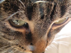 Better than Bette Davis Eyes!