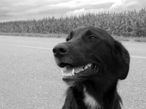 This is not Gus but he looks like him.