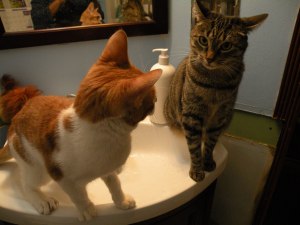 Are you challenging me?