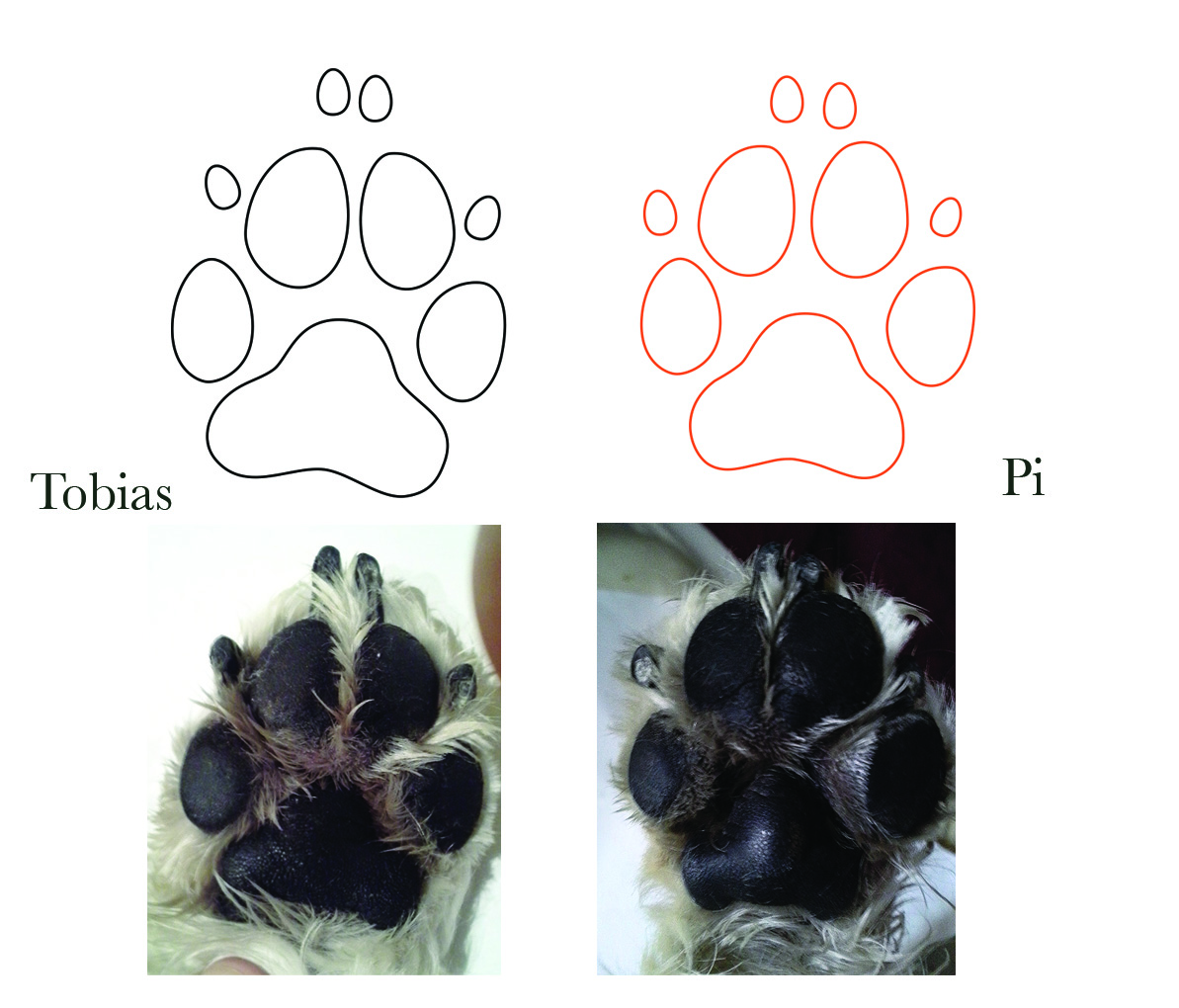 tobiaspi-outline-compare