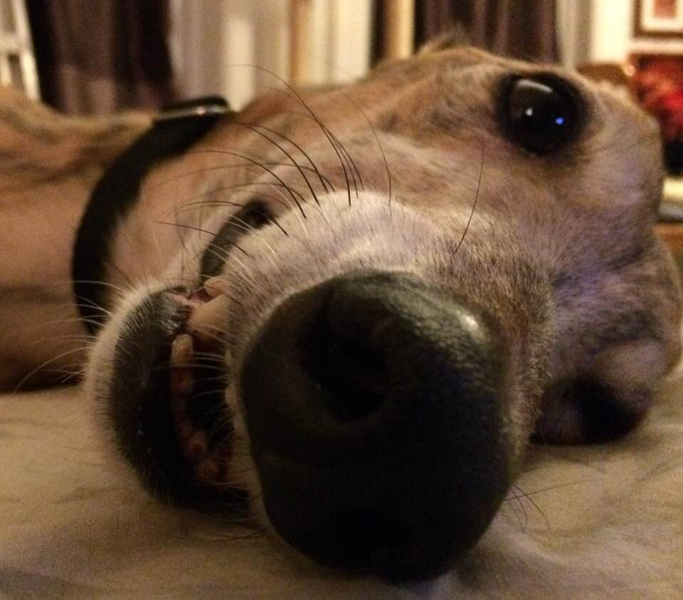 26229624_10215601256970278_4464193172009448257_n